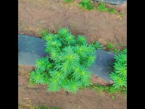 Video 1