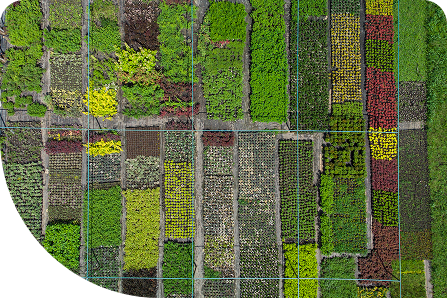 NDVI & Vegetation Index Mapping